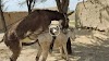 10 April 2023 #donkey  mating hard with small