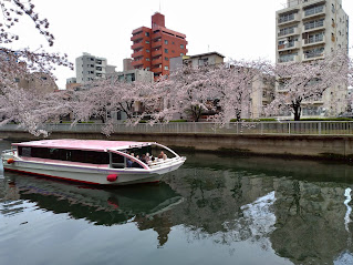 大横川さくら開花