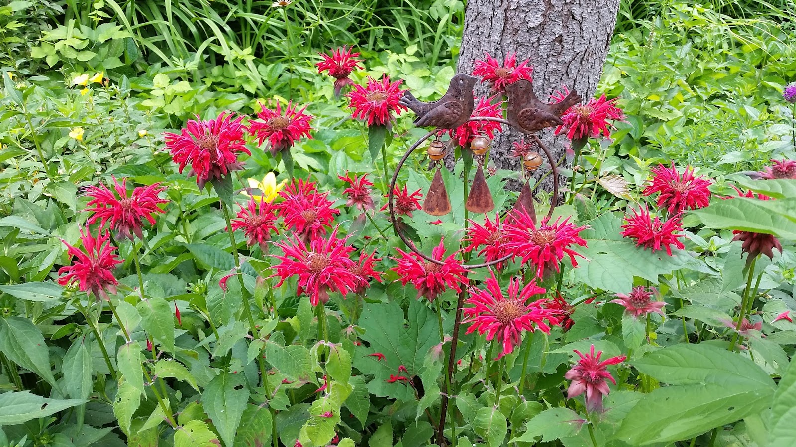 The Minnesota Garden: Bee Balm