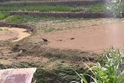 Sawah Di Dua Dusun Di Kec. Mappak Gagal Panen Akibat Banjir