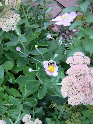 bee, Ladew Garden