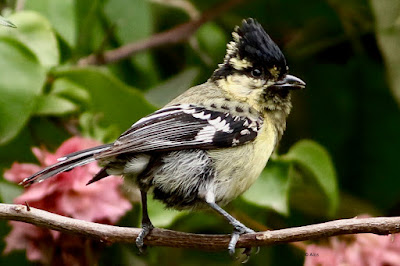 Indian Yellow Tit