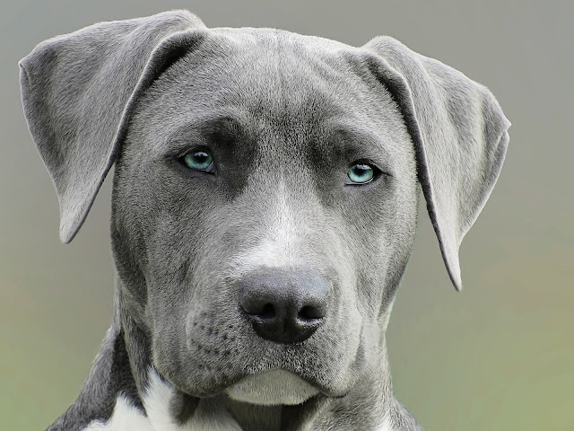 The 10 Most Wanted Dog Breeds in America