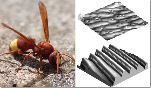 cuticula