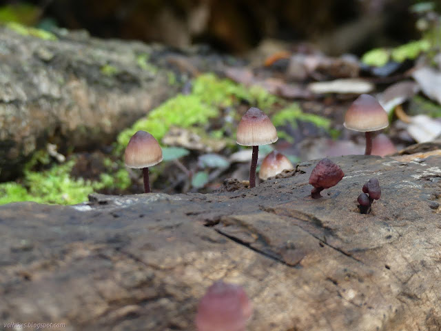 little mushrooms on a log