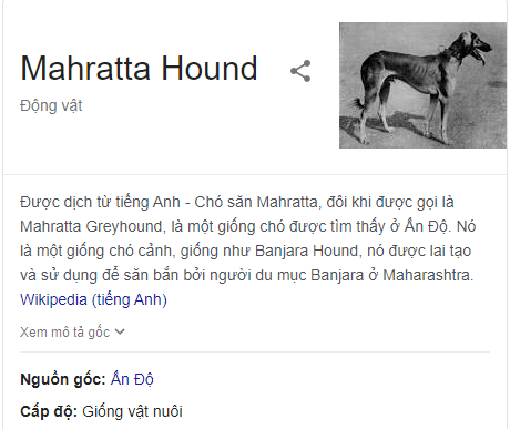 Mahratta Greyhound