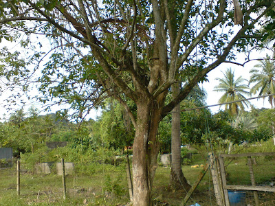 TERATAK SENJA Pokok Leban halban 