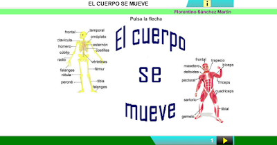 http://www.ceiploreto.es/sugerencias/cplosangeles.juntaextremadura.net/web/curso_4/naturales_4/cuerpo_mueve/cuerpo_mueve.html