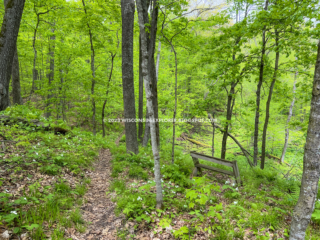 a path through woodland flowers