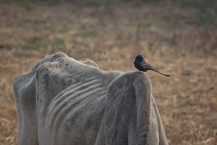 Cow and drongo at Keoladeo Ghana NP