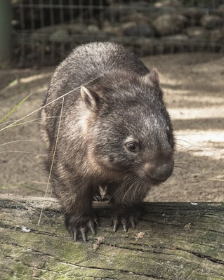 五月山動物園に行ってきた