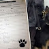 Jadi Saksi, Anjing Polisi Ini Tulis Surat Peryataan