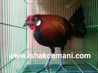 Ayam Hutan Merah Jantan