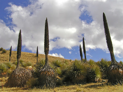 Flora Ancash