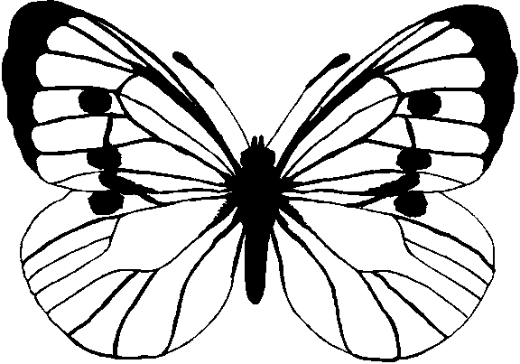 butterfly pictures