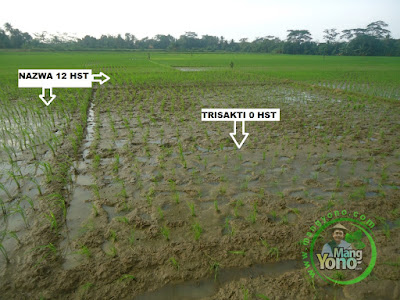 FOTO 2; Percobaan Menanam Padi TRISAKTI 75 HST Panen Di Sawah Rawa (Cibandung) 