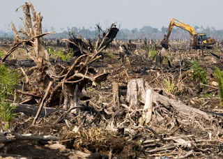 Kerusakan Sumber Daya Alam Hutan Akibat Pembakaran 