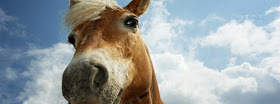 horse facebook cover