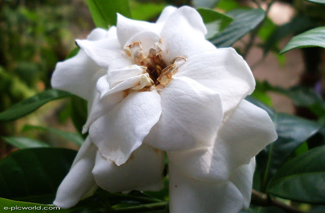 chinese flower, bunga cina macro photography wallpaper