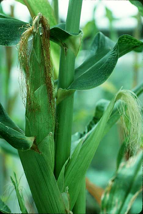 KLASIFIKASI TUMBUHAN BERBIJI Jagung  Zea mays 