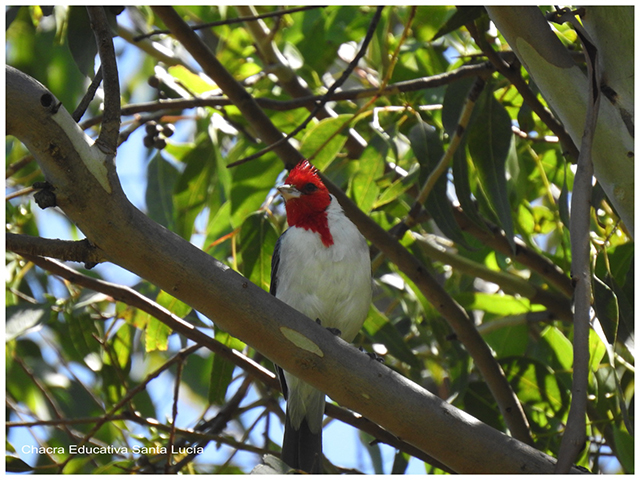 Cardenal en una rama de Eucaliptus-Chacra Educativa Santa Lucía