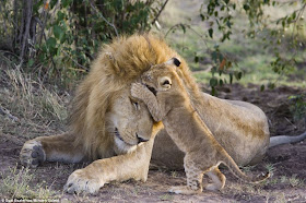 Lion cub meets his dad for the first time on Kenya, a kiss for dad in head