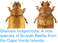 https://sciencythoughts.blogspot.com/2018/11/glaresis-hespericula-new-species-of.html