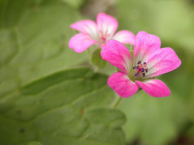 flor de color rosa