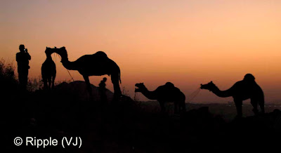 Posted by Ripple (VJ) :  Pushkar Camel Fair 2008 : Camels @ Pushkar Camel Fair 2008The small and beautiful town of Pushkar is set in a valley just about 14 km off Ajmer in the north Indian state of Rajasthan. Surrounded by hills on three sides and sand dunes on the other, Pushkar forms a fascinating location and a befitting backdrop for the annual religious and cattle fair which is globally famous and attracts thousands of visitors from all parts of the world.