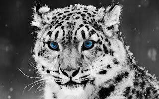 Snow Leopard Wallpaper