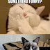 Grumpy Cat Funny Funny Collection World
