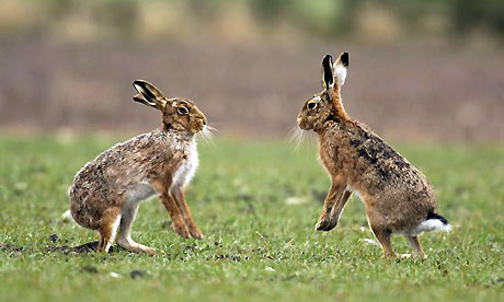 Hare | Animal Wildlife