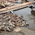Dezenas de ratos mortos são retirados de galpão de pizzaria em Juiz de Fora