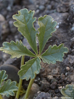 Bignonia silvestre (Argylia robusta)