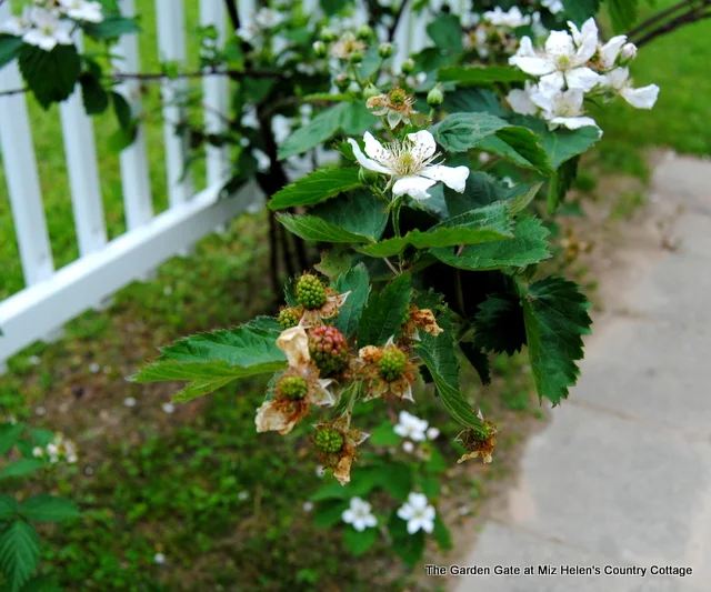 Spring Garden 2018 at Miz Helen's Country Cottage