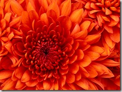 Chrysanthemum