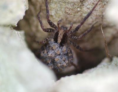 Wolf spider in
lair