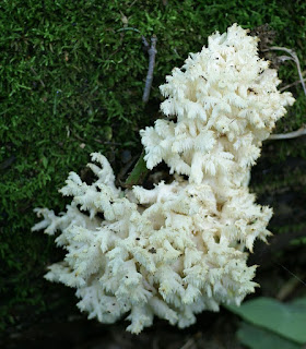 Hydne en corail - Hericium coralloides