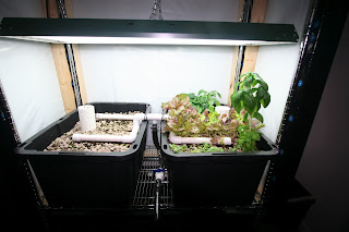 aquaponic grow beds indoor T5 at the Blackwell system