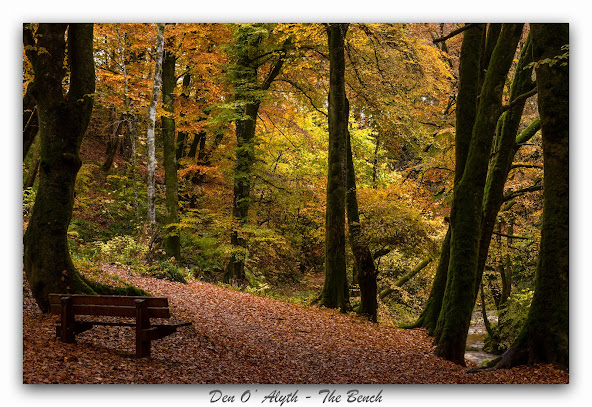 Bench in the Den of Alyth