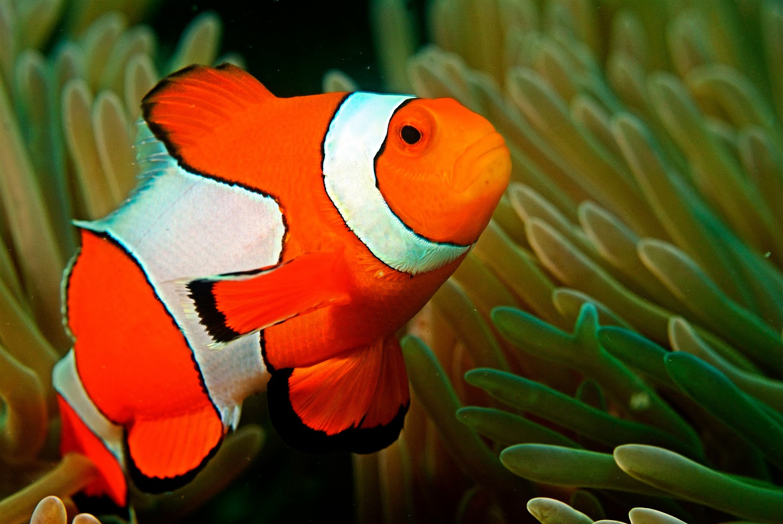 fish share GAMBAR IKAN HIAS CLOWNFISH 4