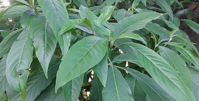 Ashuro  Malabar Nut - Medicinal Plants Of Nepal