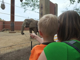 toledo zoo elephants