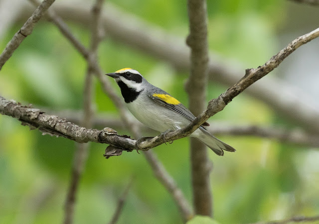 Golden-winged Warbler - Shumsky Road, Michigan, USA