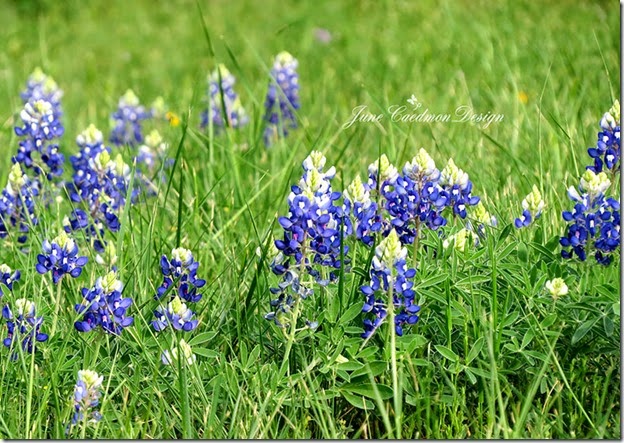 2014_Bluebonnets