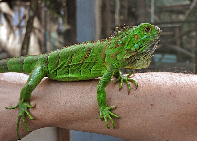 Обыкнове́нная игуана (Iguana iguana)