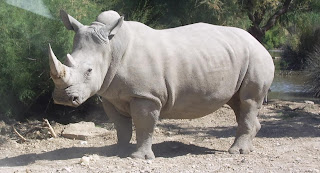 Resultado de imagem para rinoceronte