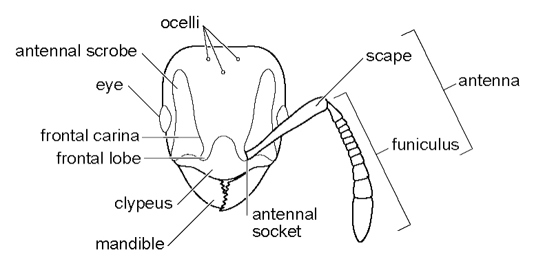 蟻の頭部前面の図解と用語集