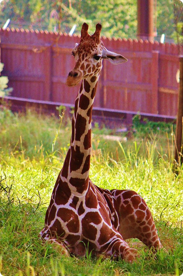 Zoo6 017