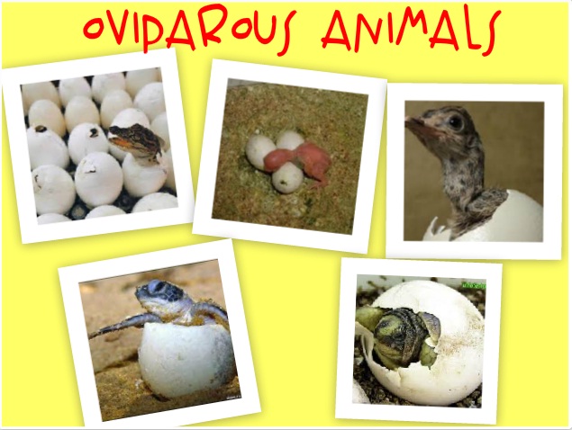 Resultado de imagen de viviparous animals oviparous animals